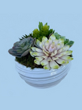 Succulent in White Swirl Pot