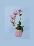 Pink and White Orchid in Pink pot
