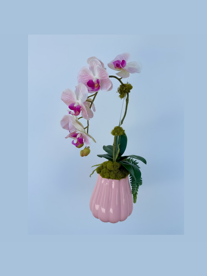 Pink and White Orchid in Pink pot