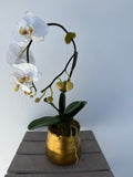 Small Gold Orchid Arrangement