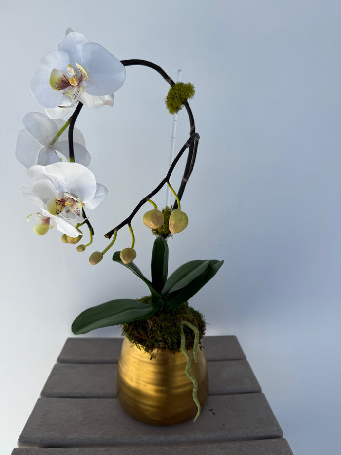Small Gold Orchid Arrangement