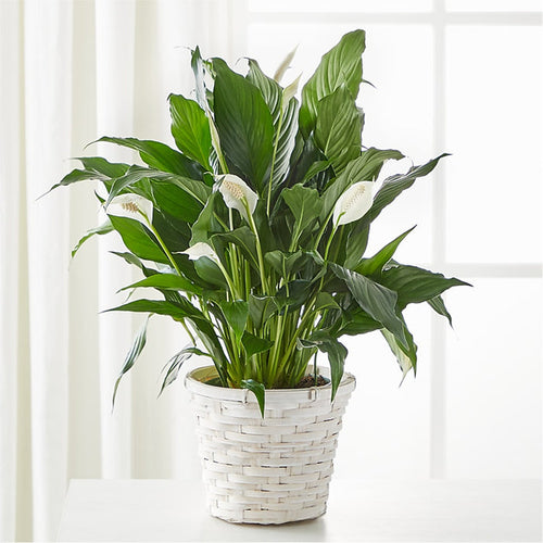 A New Leaf Peace Lily – BUEHLER'S FLORAL, Wooster OH