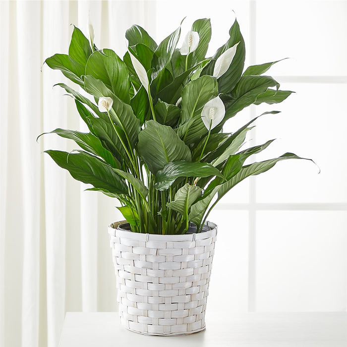 A New Leaf Peace Lily – BUEHLER'S FLORAL, Wooster OH