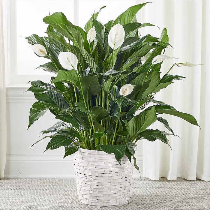 A New Leaf Peace Lily – BUEHLER'S FLORAL, Wooster OH