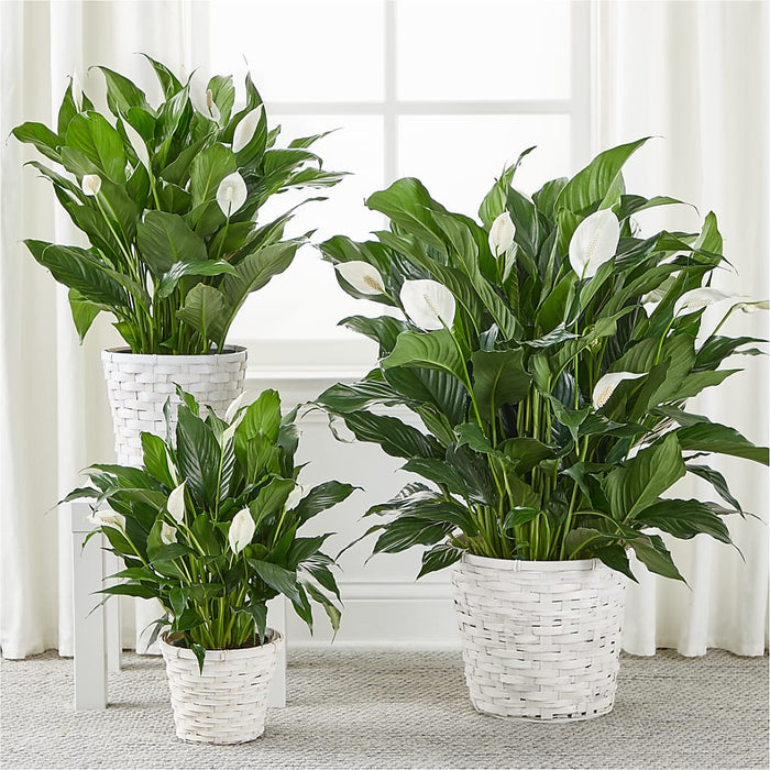 A New Leaf Peace Lily – BUEHLER'S FLORAL, Wooster OH