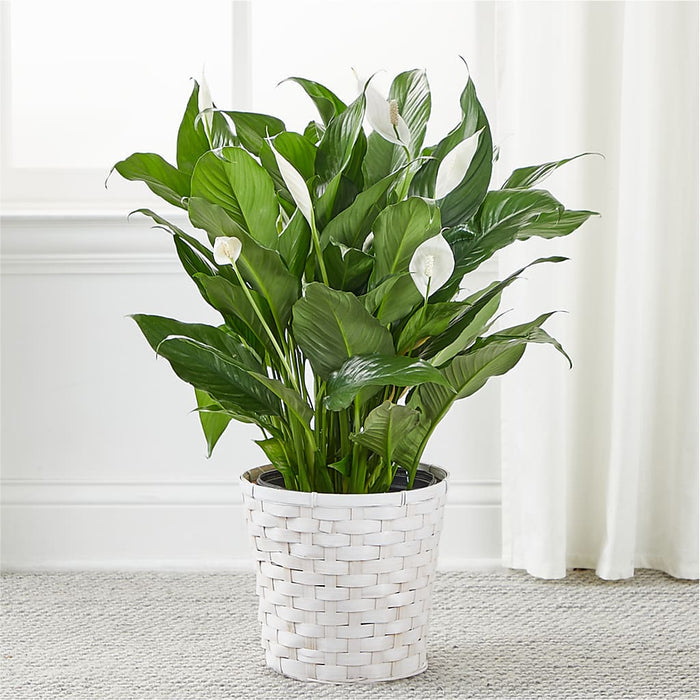 A New Leaf Peace Lily – BUEHLER'S FLORAL, Wooster OH