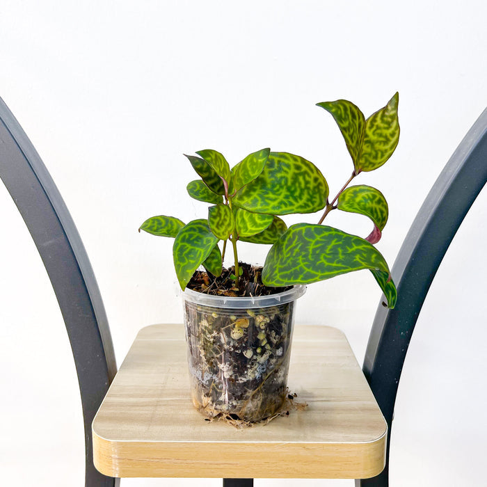 Aeschynanthus Black Pagoda Lipstick Plant | The Plant Boys
