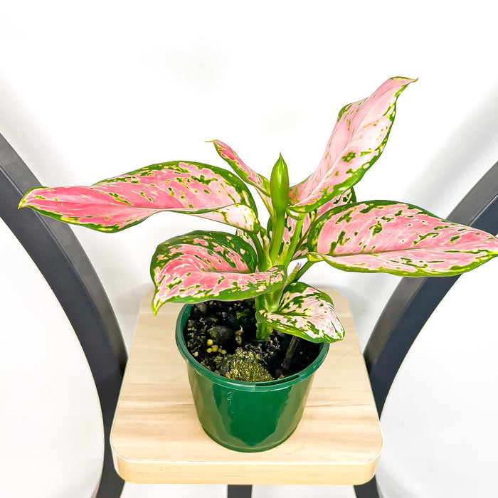 Aglaonema Beauty