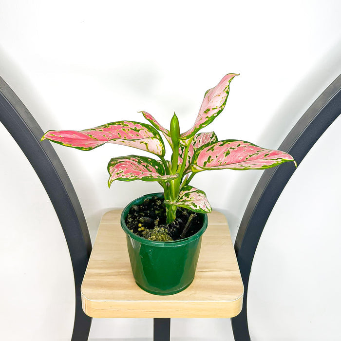 Aglaonema Beauty