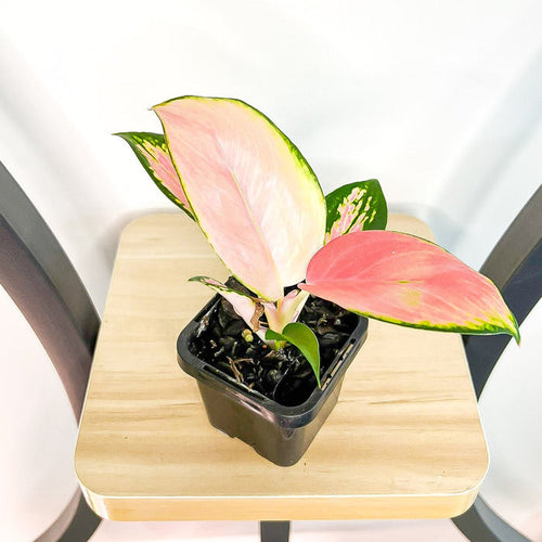 Aglaonema China Red | The Plant Boys