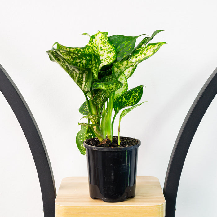 Aglaonema Eileen | The Plant Boys