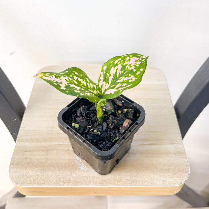 Aglaonema Lady Valentine | The Plant Boys