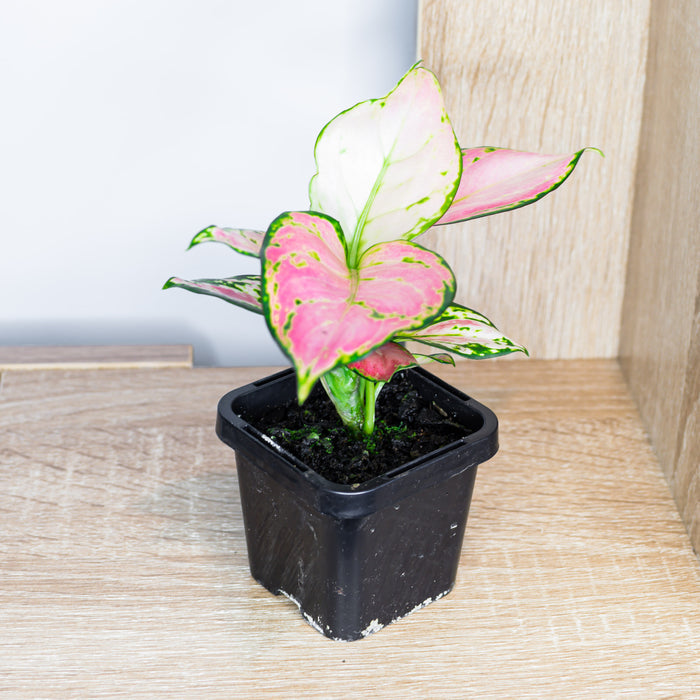 Aglaonema Lucky Red