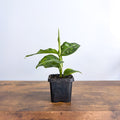 Aglaonema Pictum Tricolour | The Plant Boys