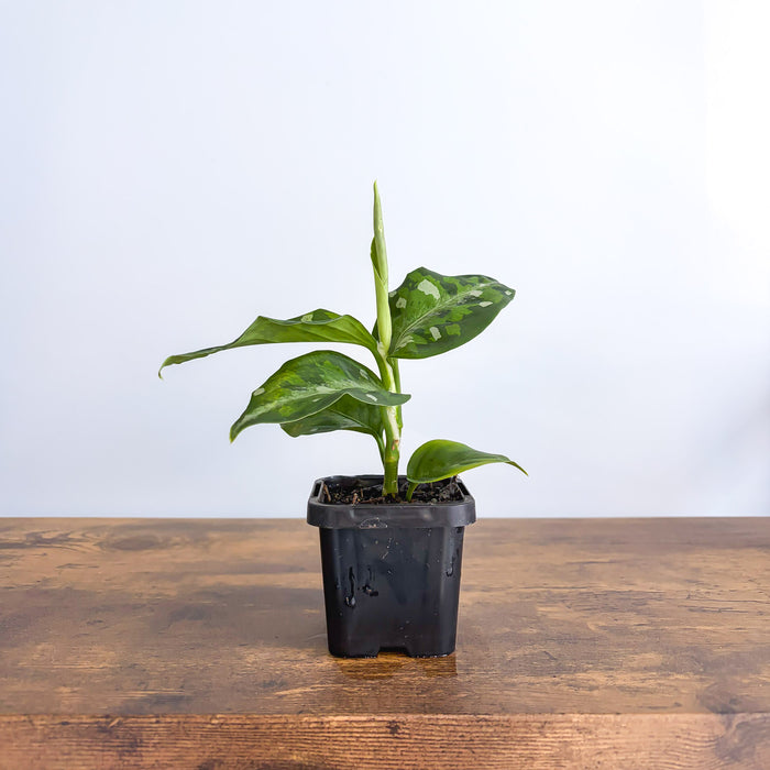 Aglaonema Pictum Tricolour | The Plant Boys
