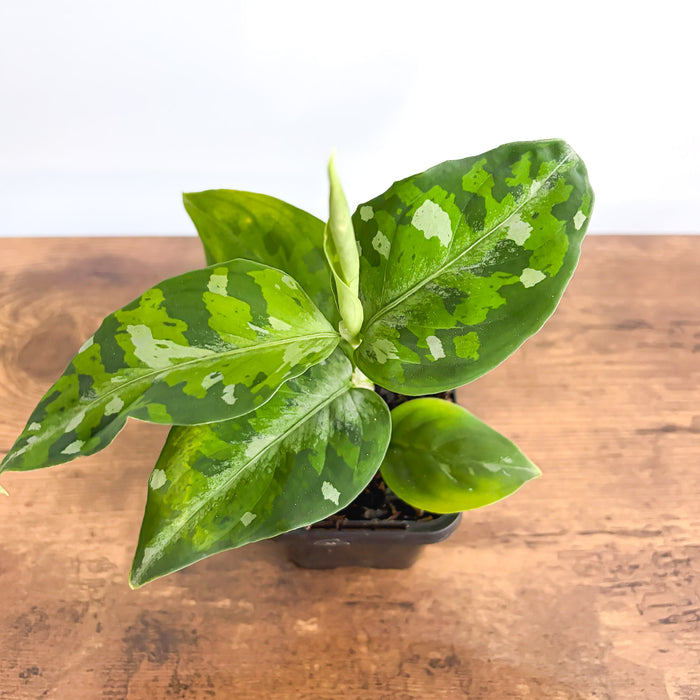 Aglaonema Pictum Tricolour | The Plant Boys