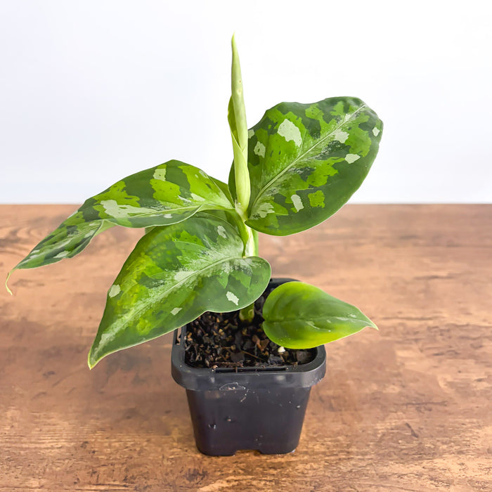 Aglaonema Pictum Tricolour | The Plant Boys