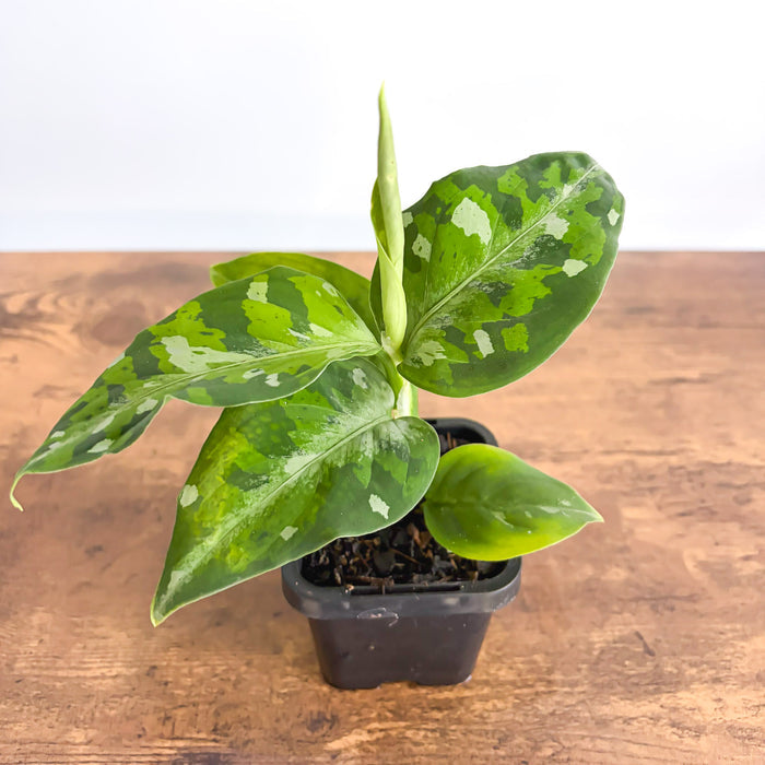 Aglaonema Pictum Tricolour | The Plant Boys