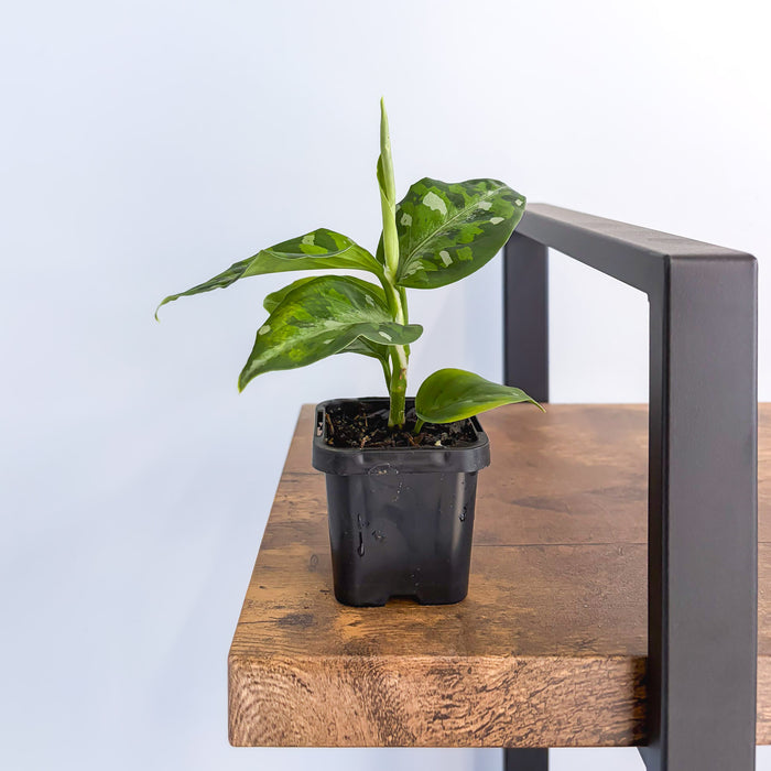 Aglaonema Pictum Tricolour | The Plant Boys