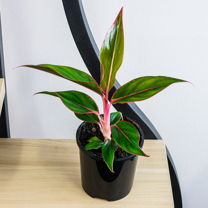 Aglaonema Sapphire