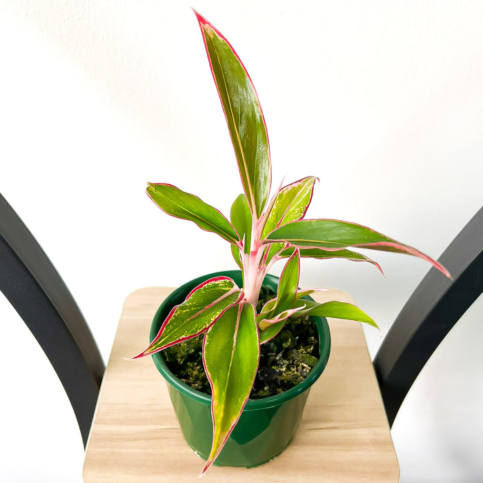 Aglaonema Siam Aurora | The Plant Boys