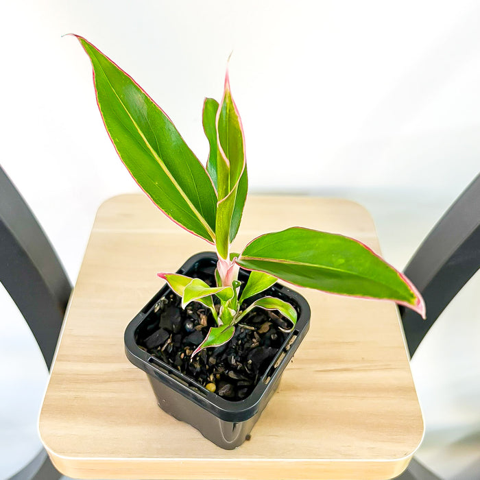 Aglaonema Siam Aurora | The Plant Boys