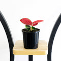 Aglaonema Thailand Red