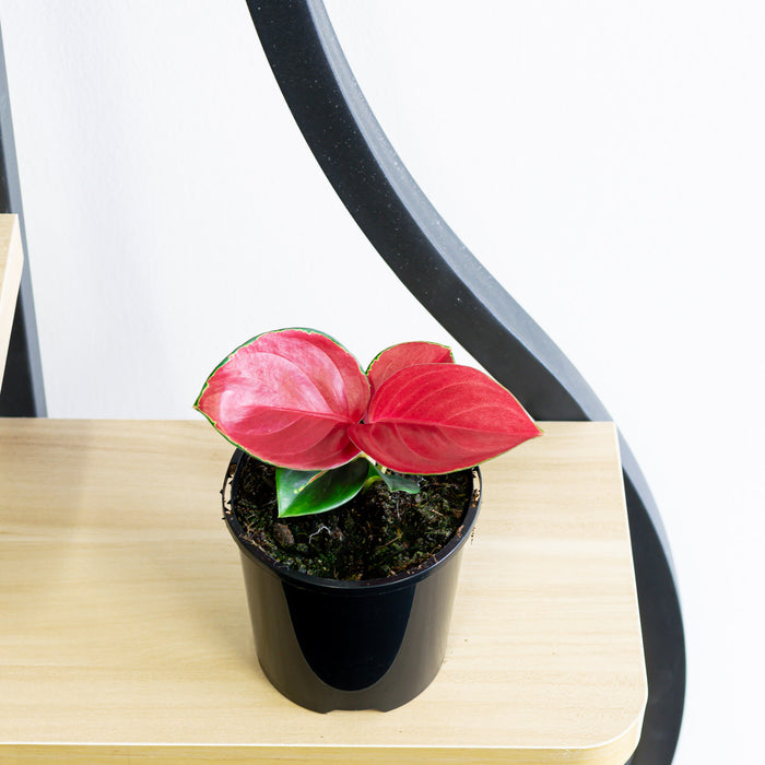 Aglaonema Thailand Red