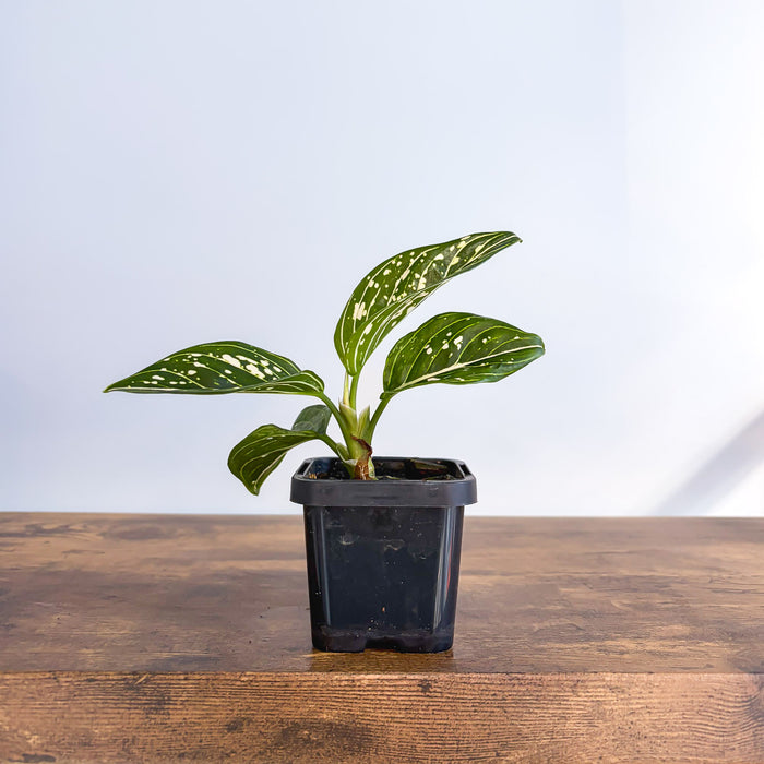 Aglaonema Tom's Pride | The Plant Boys