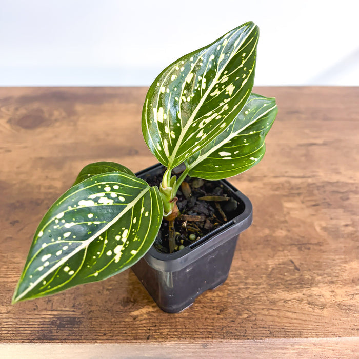 Aglaonema Tom's Pride | The Plant Boys