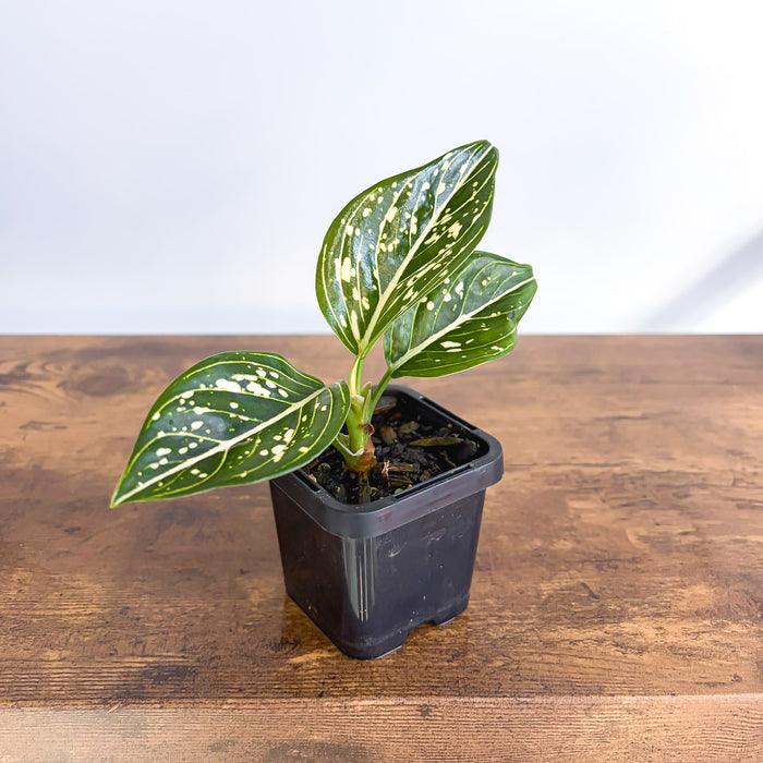 Aglaonema Tom's Pride | The Plant Boys