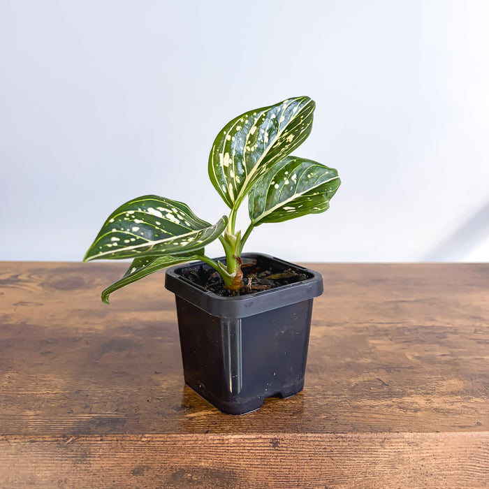 Aglaonema Tom's Pride | The Plant Boys