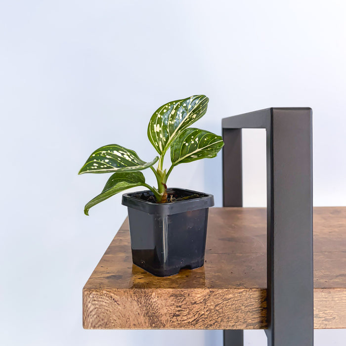 Aglaonema Tom's Pride | The Plant Boys