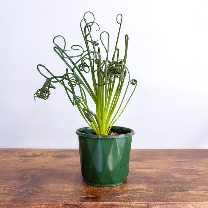 Albuca Frizzle Sizzle | The Plant Boys