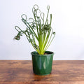 Albuca Frizzle Sizzle | The Plant Boys