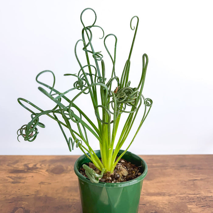 Albuca Frizzle Sizzle | The Plant Boys