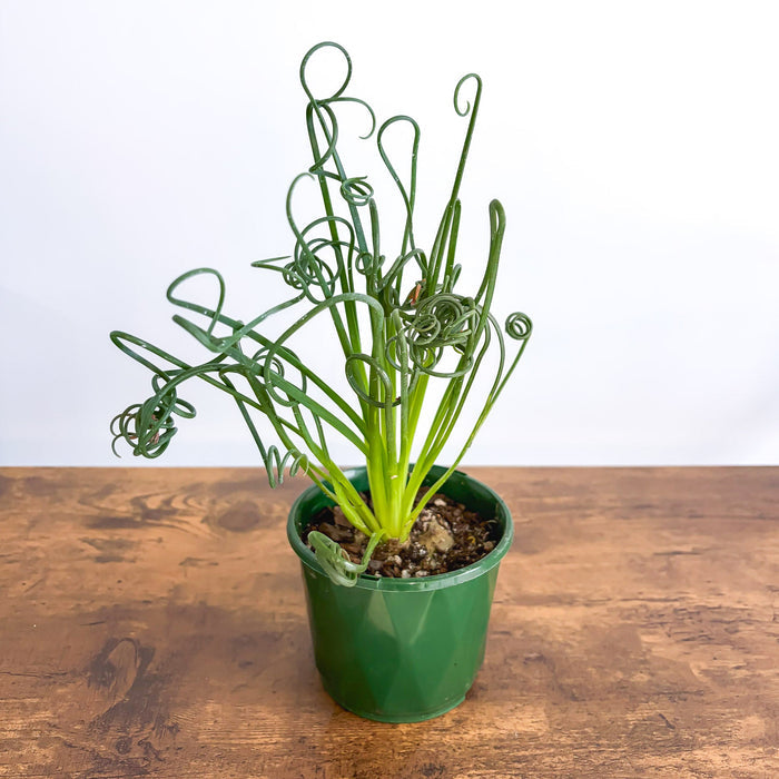 Albuca Frizzle Sizzle | The Plant Boys