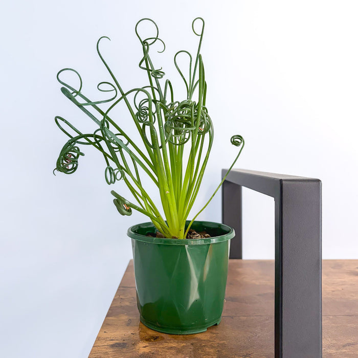 Albuca Frizzle Sizzle | The Plant Boys