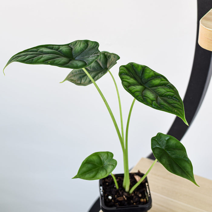 Alocasia Dragon Scale | The Plant Boys