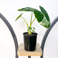 Alocasia Frydek Variegated | The Plant Boys