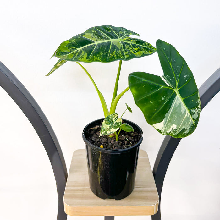 Alocasia Frydek Variegated | The Plant Boys