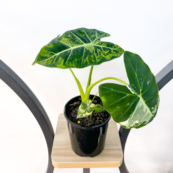 Alocasia Frydek Variegated | The Plant Boys