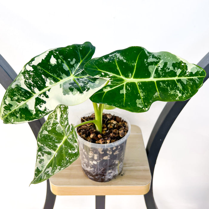 Alocasia Frydek Variegated | The Plant Boys