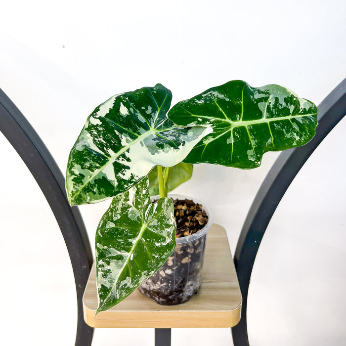 Alocasia Frydek Variegated | The Plant Boys