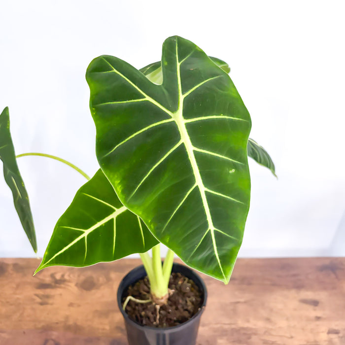 Alocasia Frydek | The Plant Boys