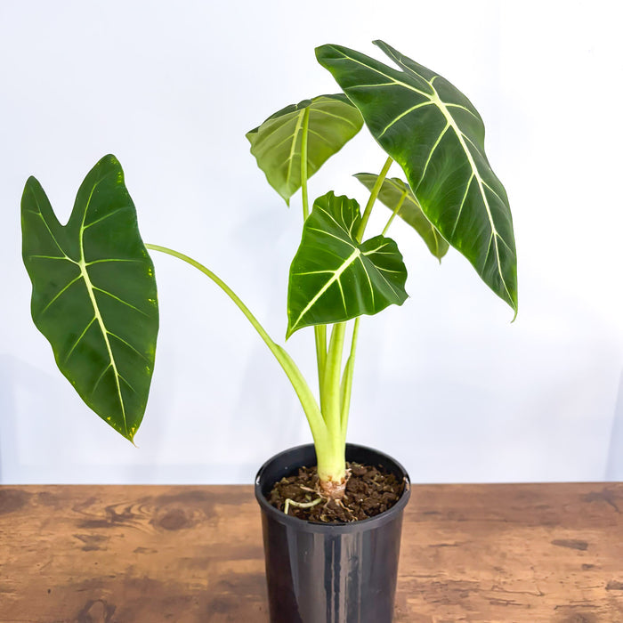 Alocasia Frydek | The Plant Boys
