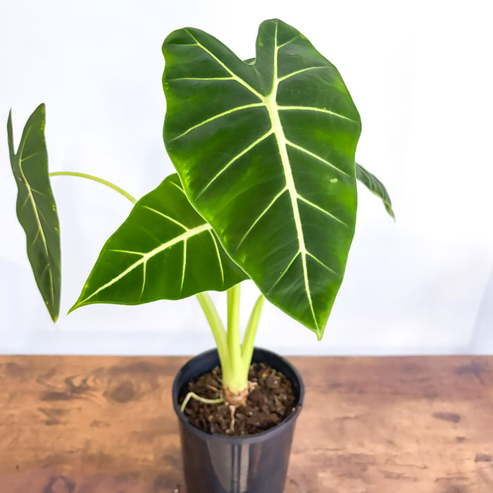 Alocasia Frydek | The Plant Boys