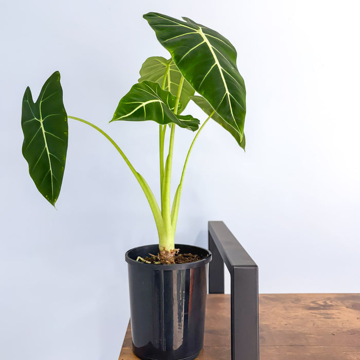 Alocasia Frydek | The Plant Boys