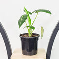 120mm Pot