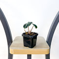 Alocasia Heart Balloon | The Plant Boys